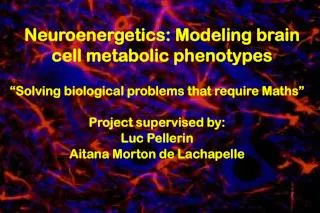 Neuroenergetics: Modeling brain cell metabolic phenotypes