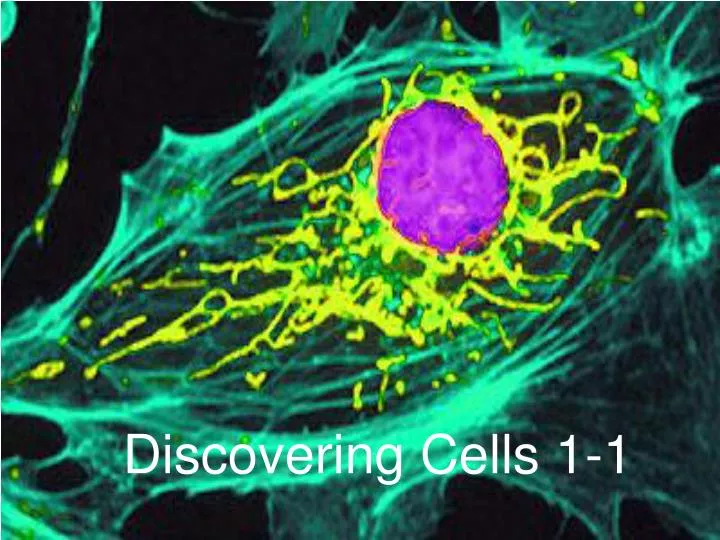 discovering cells 1 1