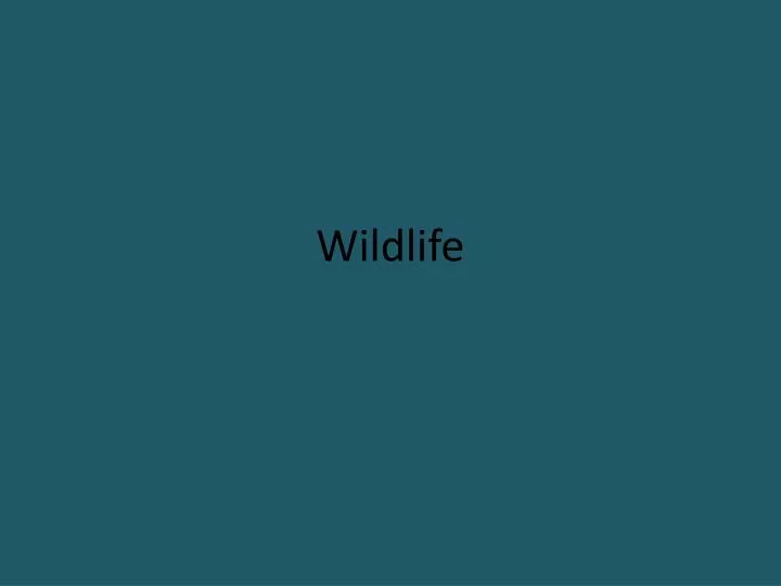 wildlife