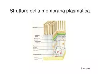 Strutture della membrana plasmatica