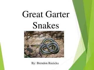 Great Garter Snakes