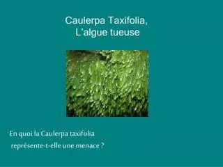 Caulerpa Taxifolia, L’algue tueuse