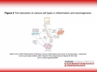 Figure 2  The interaction of various cell types in inflammation and carcinogenesis