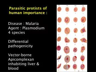 Parasitic protists of human importance :