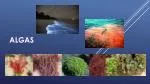 Algas - slide 1