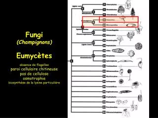 Fungi (Champignons) Eumycètes absence de flagelles paroi cellulaire chitineuse pas de cellulose