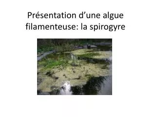 Présentation d’une algue filamenteuse: la spirogyre