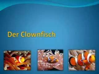 Der Clownfisch