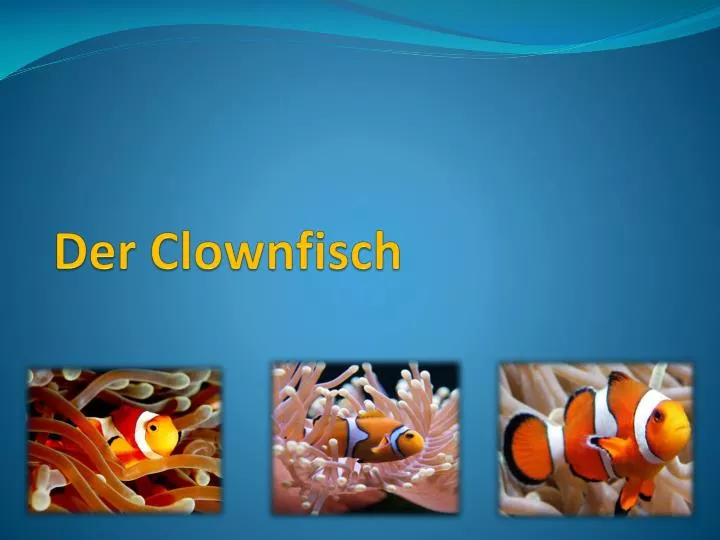 der clownfisch