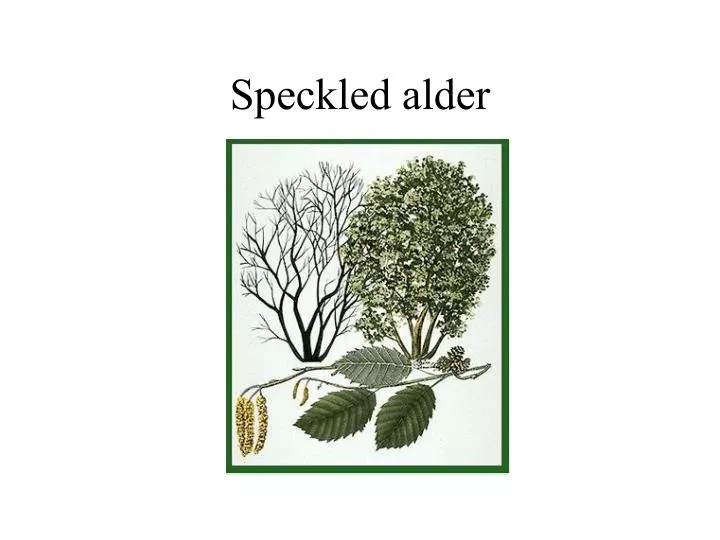speckled alder