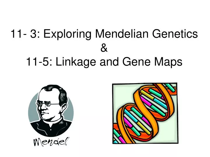 11 3 exploring mendelian genetics 11 5 linkage and gene maps
