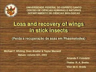 Loss and recovery of wings in stick insects (Perda e recuperação de asas em Phasmatodea)