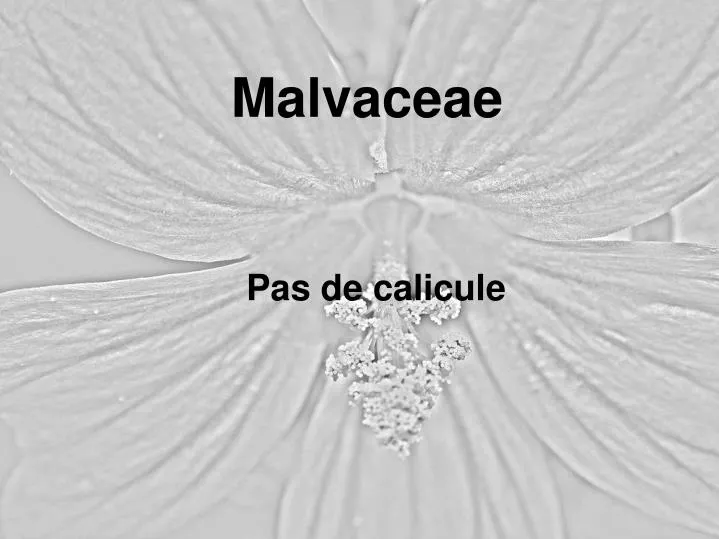 malvaceae