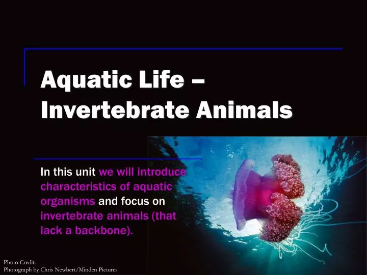 aquatic life invertebrate animals