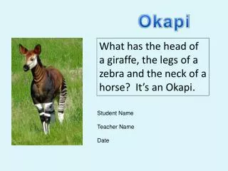What has the head of a giraffe, the legs of a zebra and the neck of a horse? It’s an Okapi.