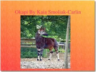 Okapi By Kaia Smoliak-Carlin