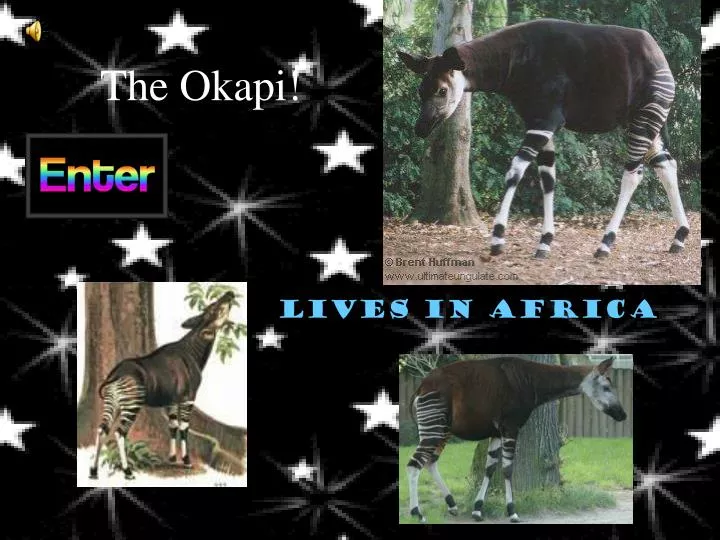 the okapi