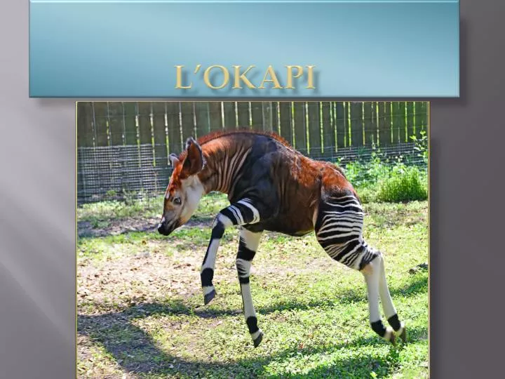 l okapi