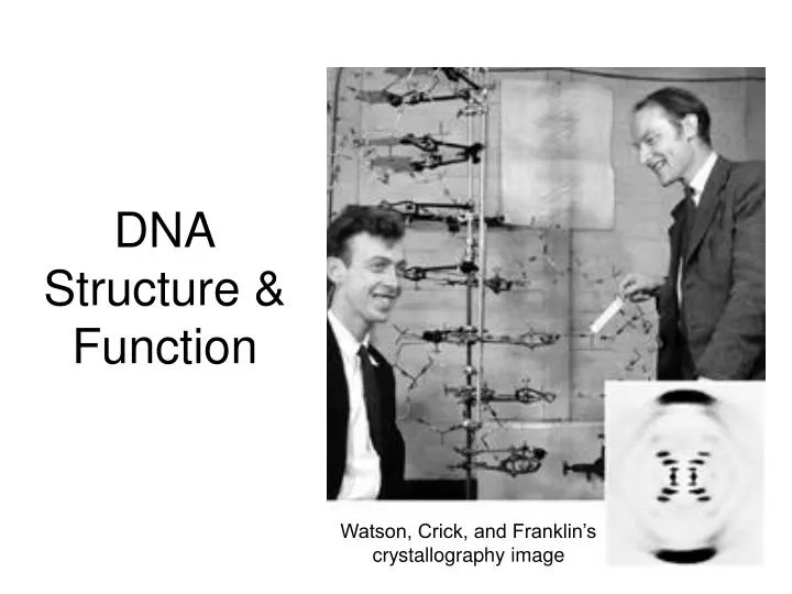 dna structure function