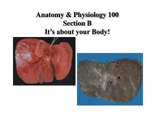 Anatomy &amp; Physiology 100 Section B It’s about your Body!
