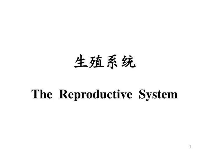 the reproductive system