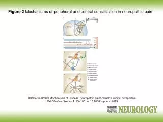 Ralf Baron (2006) Mechanisms of Disease: neuropathic pain&amp;mdash;a clinical perspective.