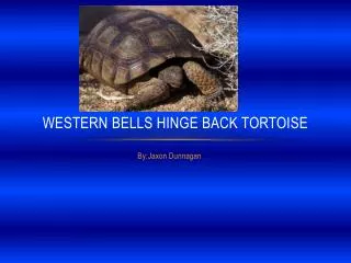 Western Bells Hinge Back Tortoise