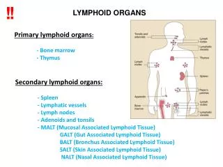 Prim a r y lymphoid organs : 	- B one marrow 	- T hymus