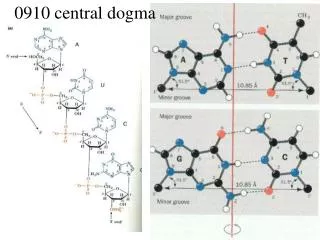 0910 central dogma