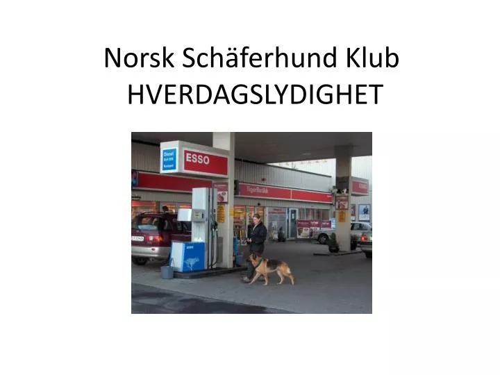norsk sch ferhund klub hverdagslydighet
