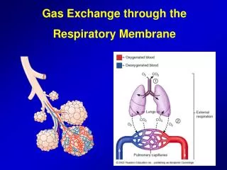 Gas Exchange through the Respiratory Membrane