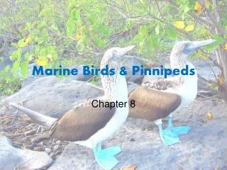 Marine Birds &amp; Pinnipeds