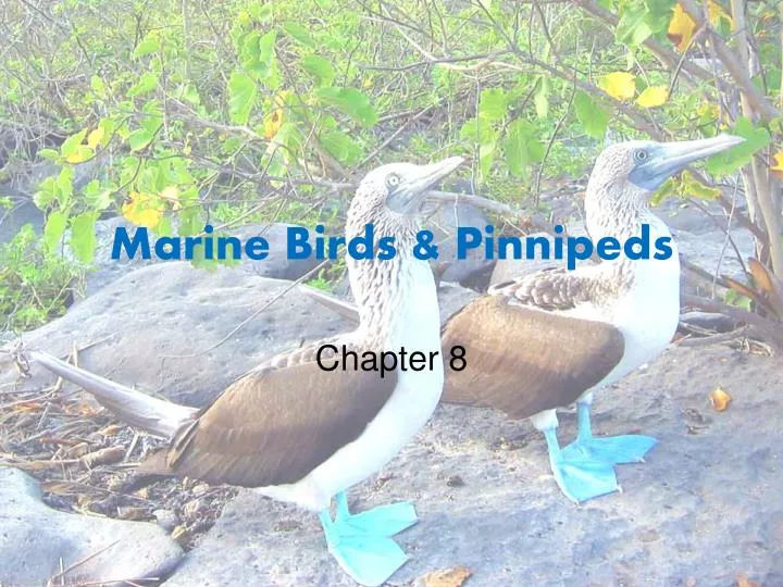 marine birds pinnipeds