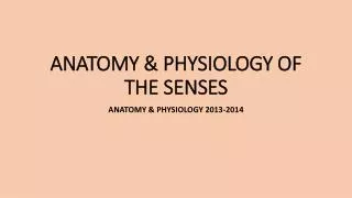 ANATOMY &amp; PHYSIOLOGY OF THE SENSES