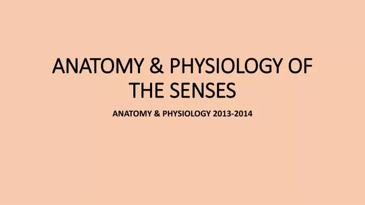 anatomy physiology of the senses