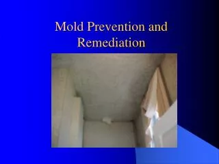 Mold Prevention and Remediation