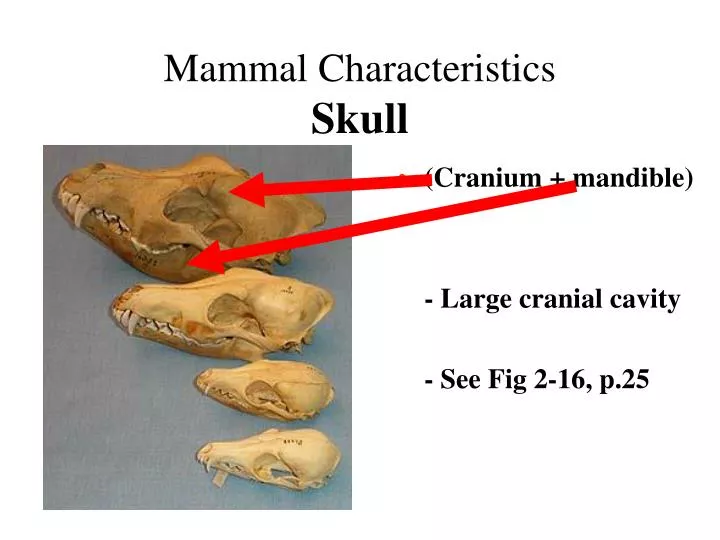 mammal characteristics skull