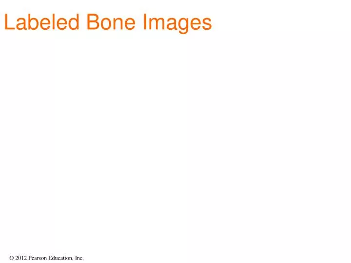 labeled bone images
