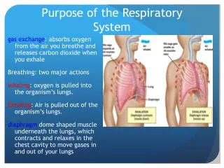 Purpose of the Respiratory System