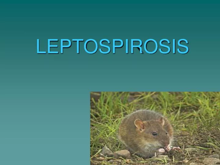 leptospirosis