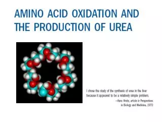 La degradación oxidativa de los Aminoácidos contribuye a la generación de energía metabolica