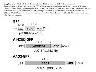 Supplementary Fig. S1. Schematic presentation of 35S promoter::GFP-fusion constructs.