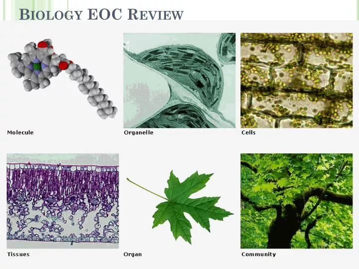 biology eoc review