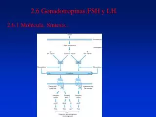 2.6 Gonadotropinas.FSH y LH.