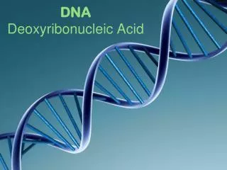 DNA D eoxyribonucleic A cid