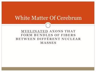 White Matter Of Cerebrum