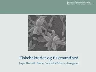 Fiskebakterier og fiskesundhed Jesper Bartholin Bruhn, Danmarks Fiskeriundersøgelser