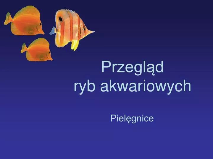 przegl d ryb akwariowych