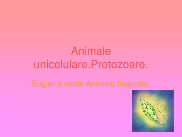 animale unicelulare protozoare