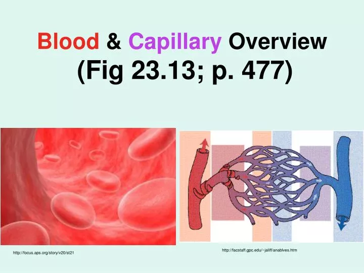blood capillary overview fig 23 13 p 477